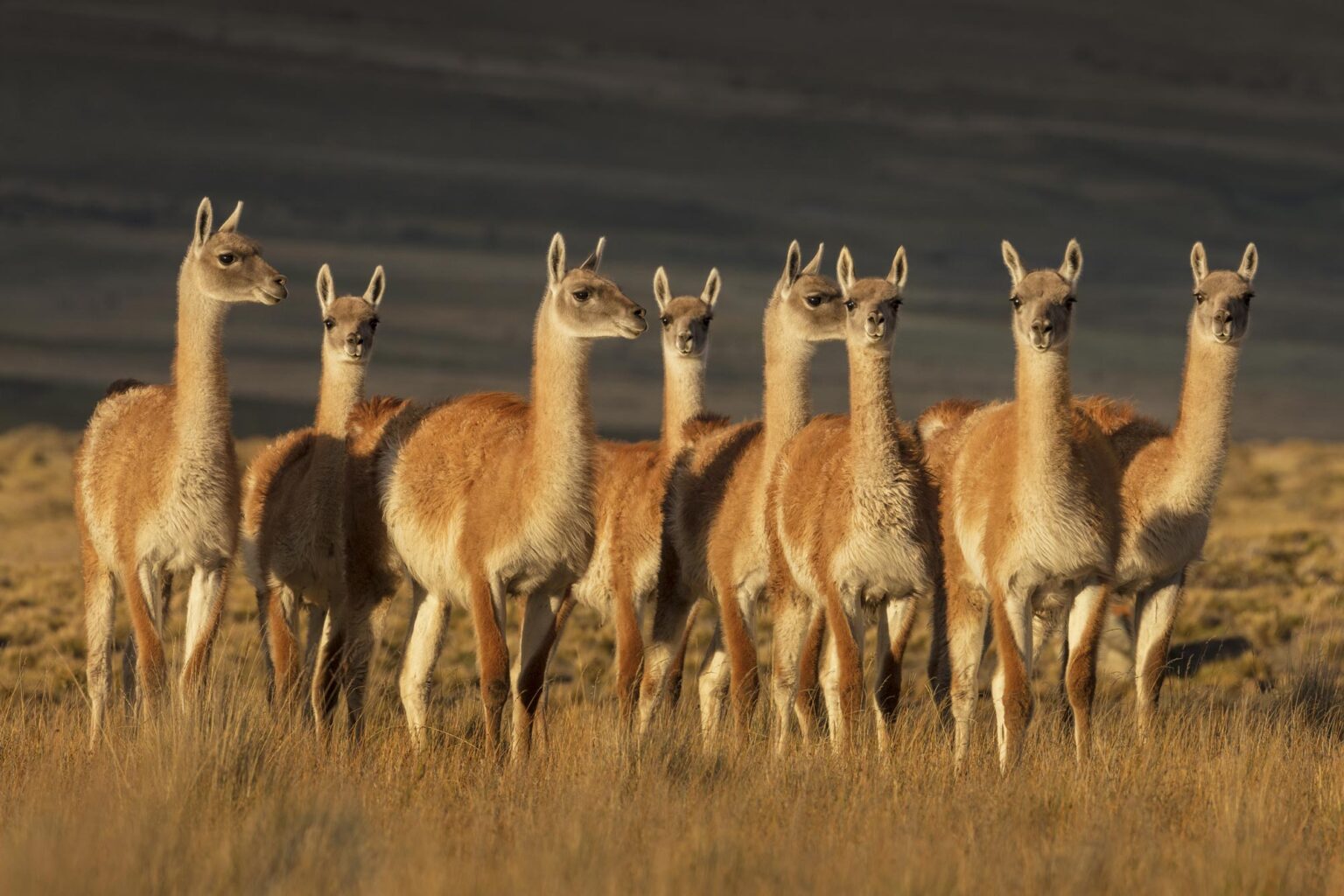 restoring-the-guanaco-s-habitat-in-patagonia-national-park-fundaci-n