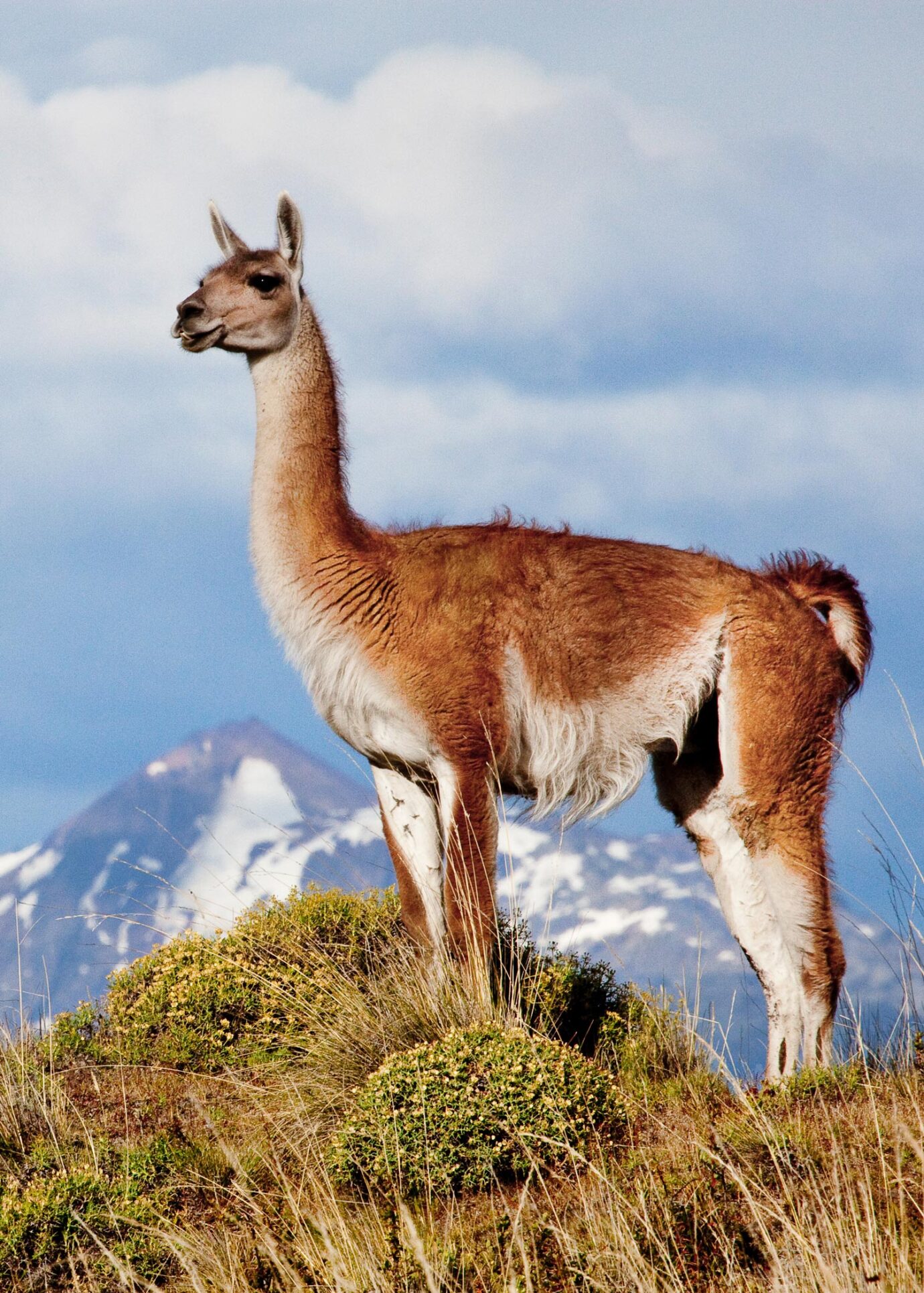 What Is A Guanaco Animal O Vit Le Guanaco NIPOM