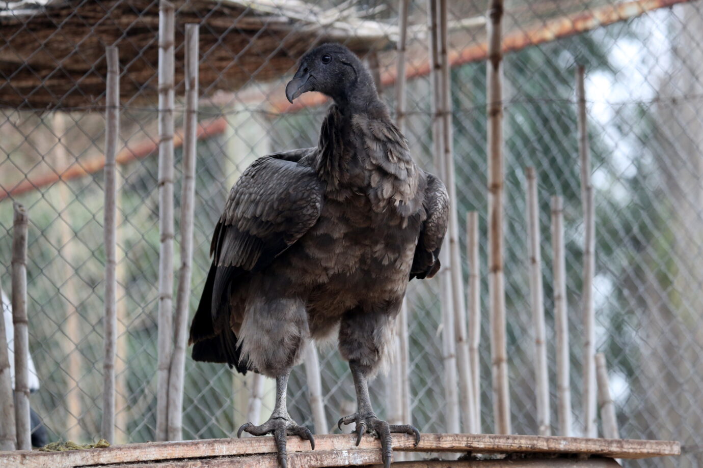 Condor Rescue Rescued condors will be liberated at Patagonia National Park ...