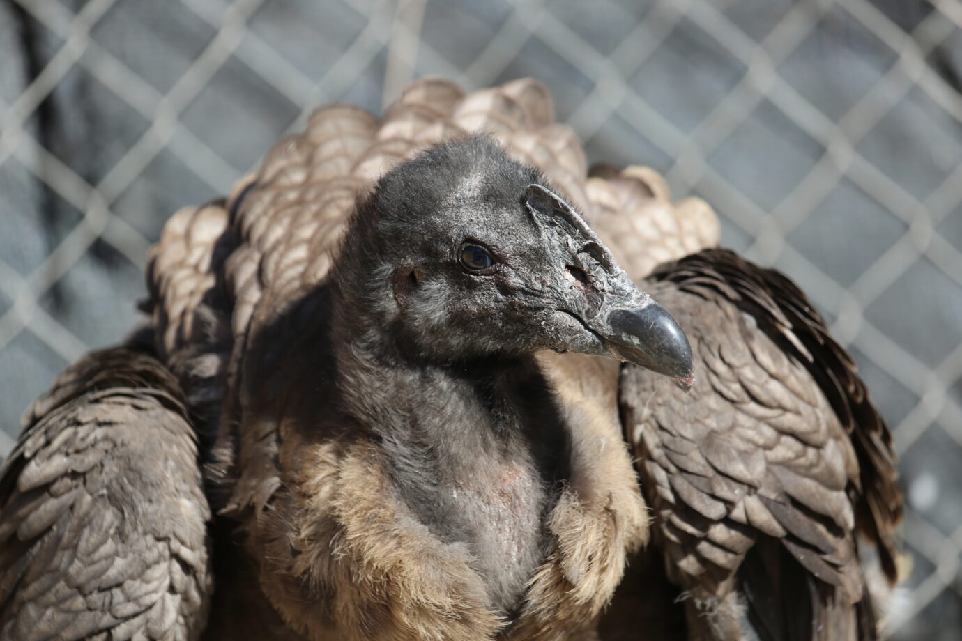 Condor Rescue Rescued condors will be liberated at Patagonia National Park ...