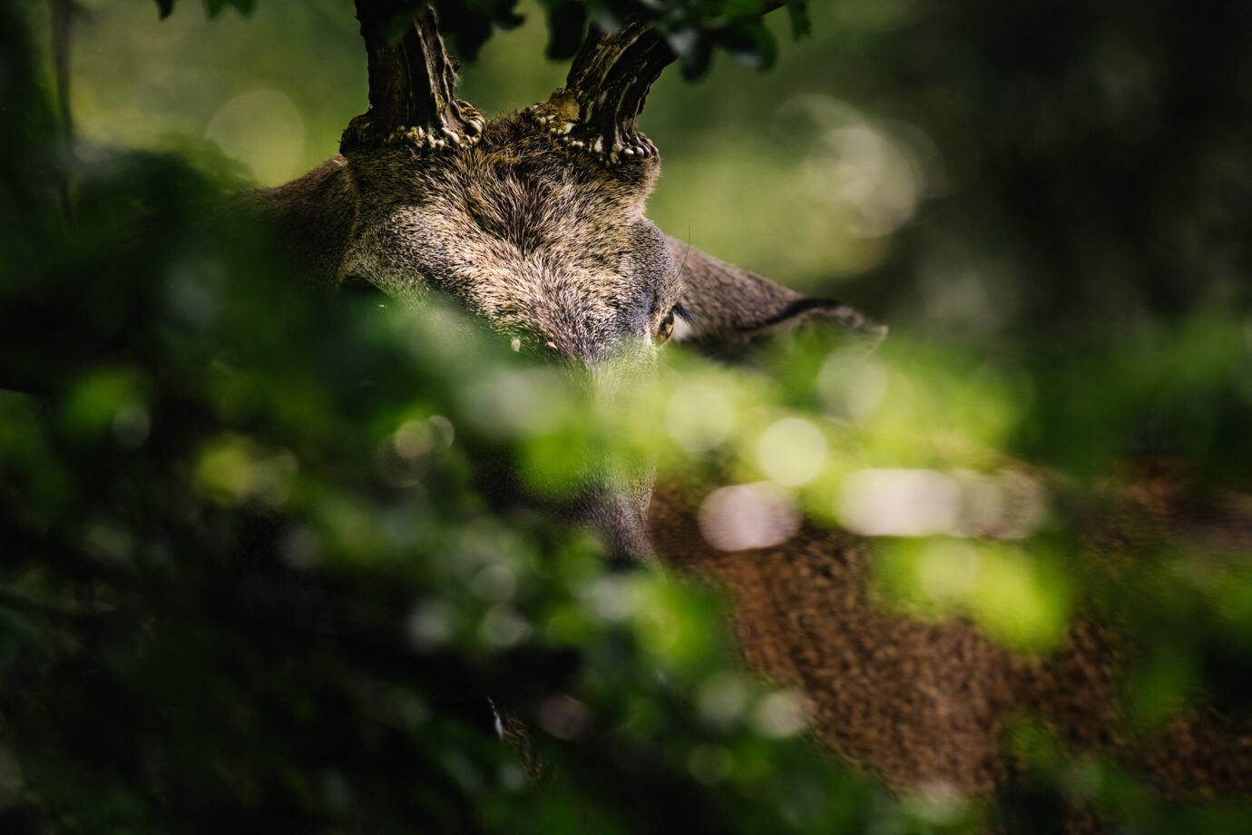 Huemul