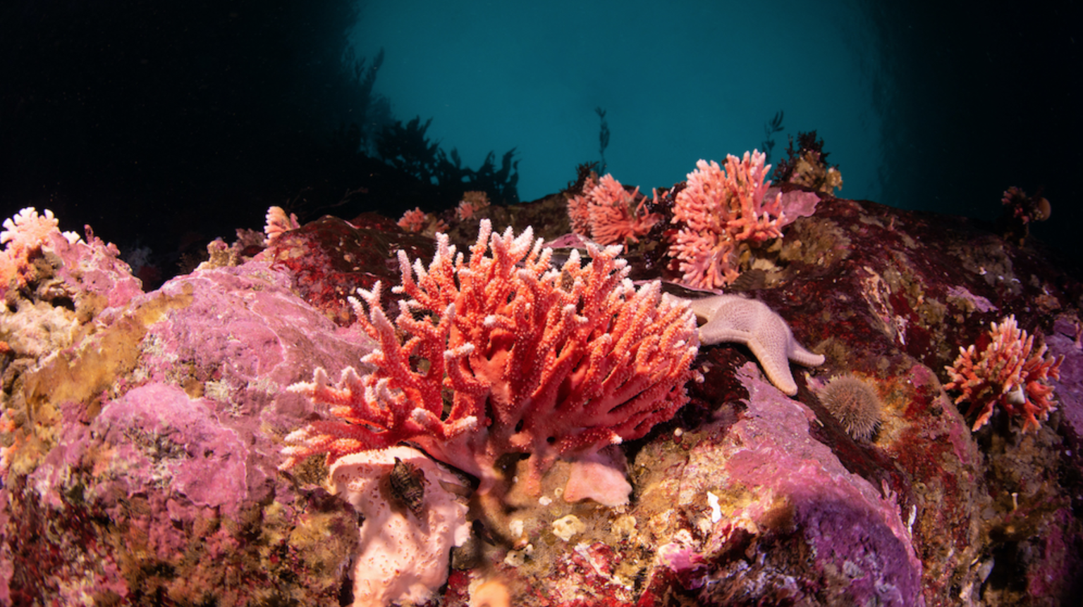 The discovery of rare red hydrocorals forests offers new insight into ...