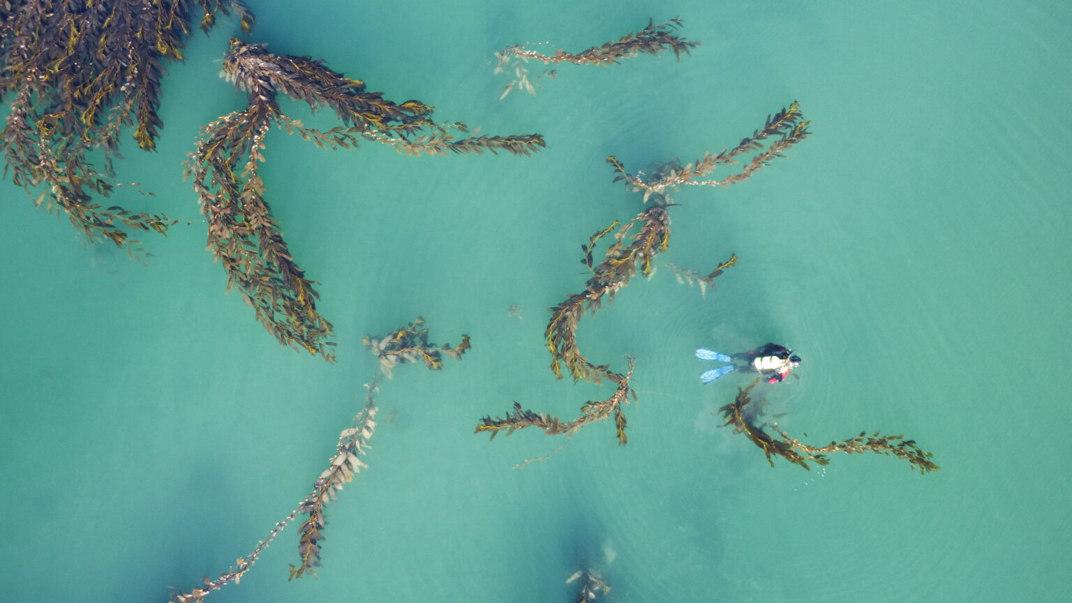Scientists publish first-ever characterization of marine biodiversity ...