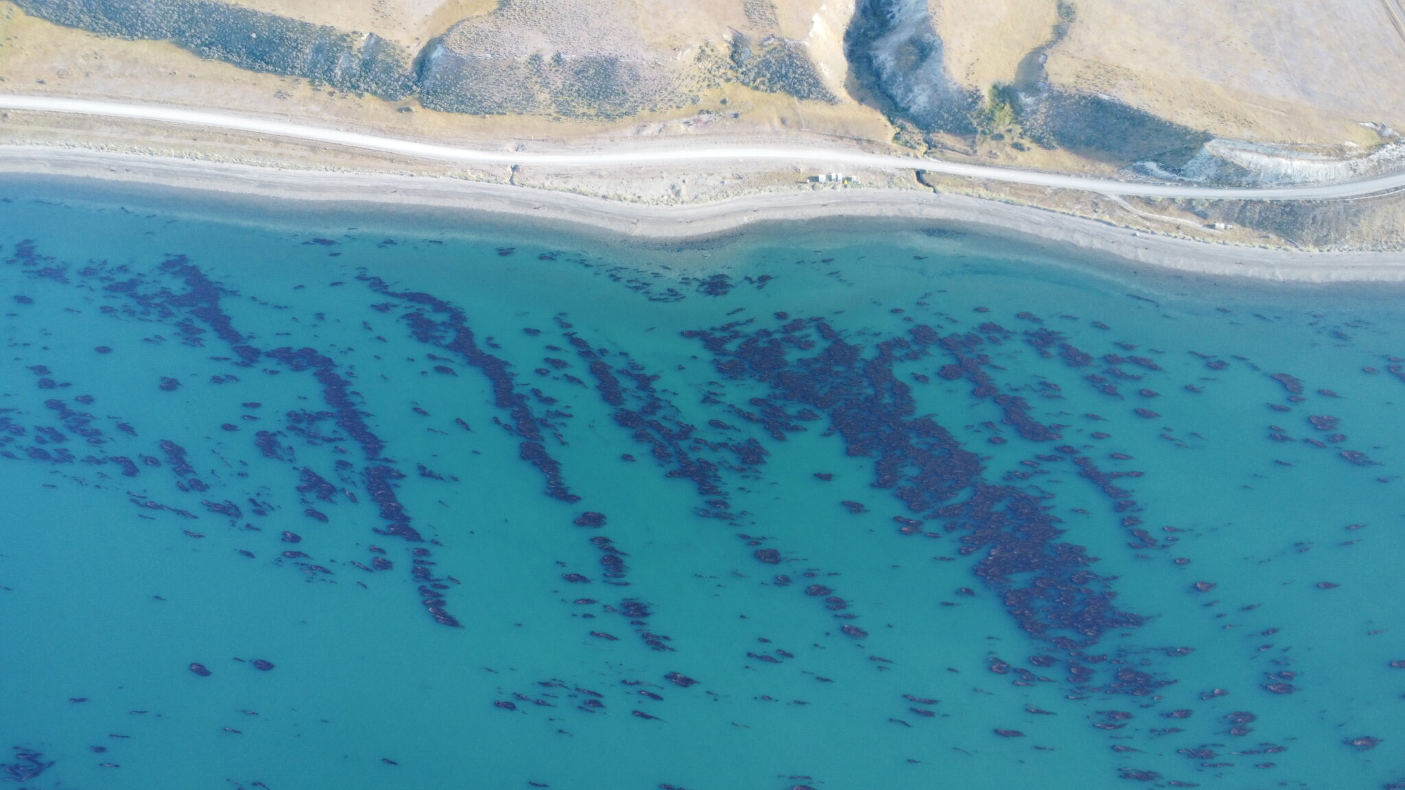 Científicos publican caracterización inédita de la biodiversidad marina ...